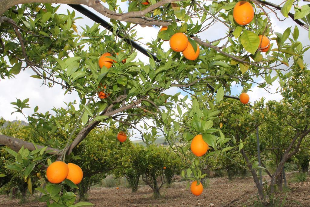 Tenuta Lanza Il Mulino Acquaviva Platani 外观 照片
