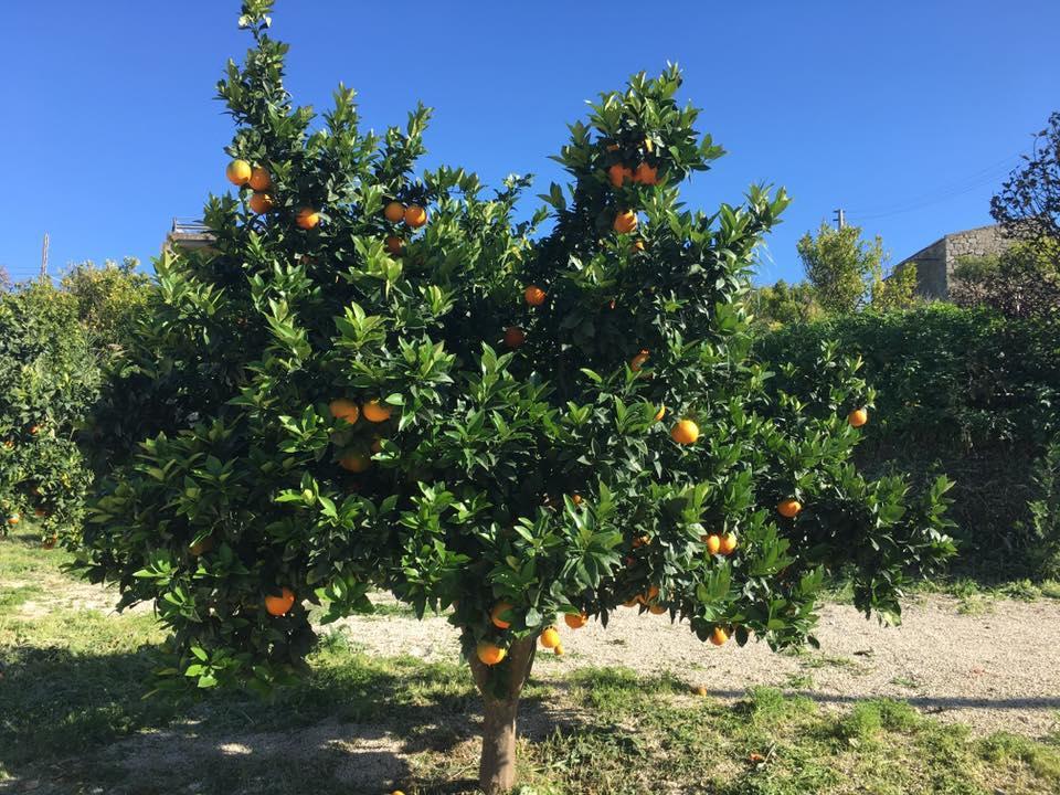 Tenuta Lanza Il Mulino Acquaviva Platani 外观 照片